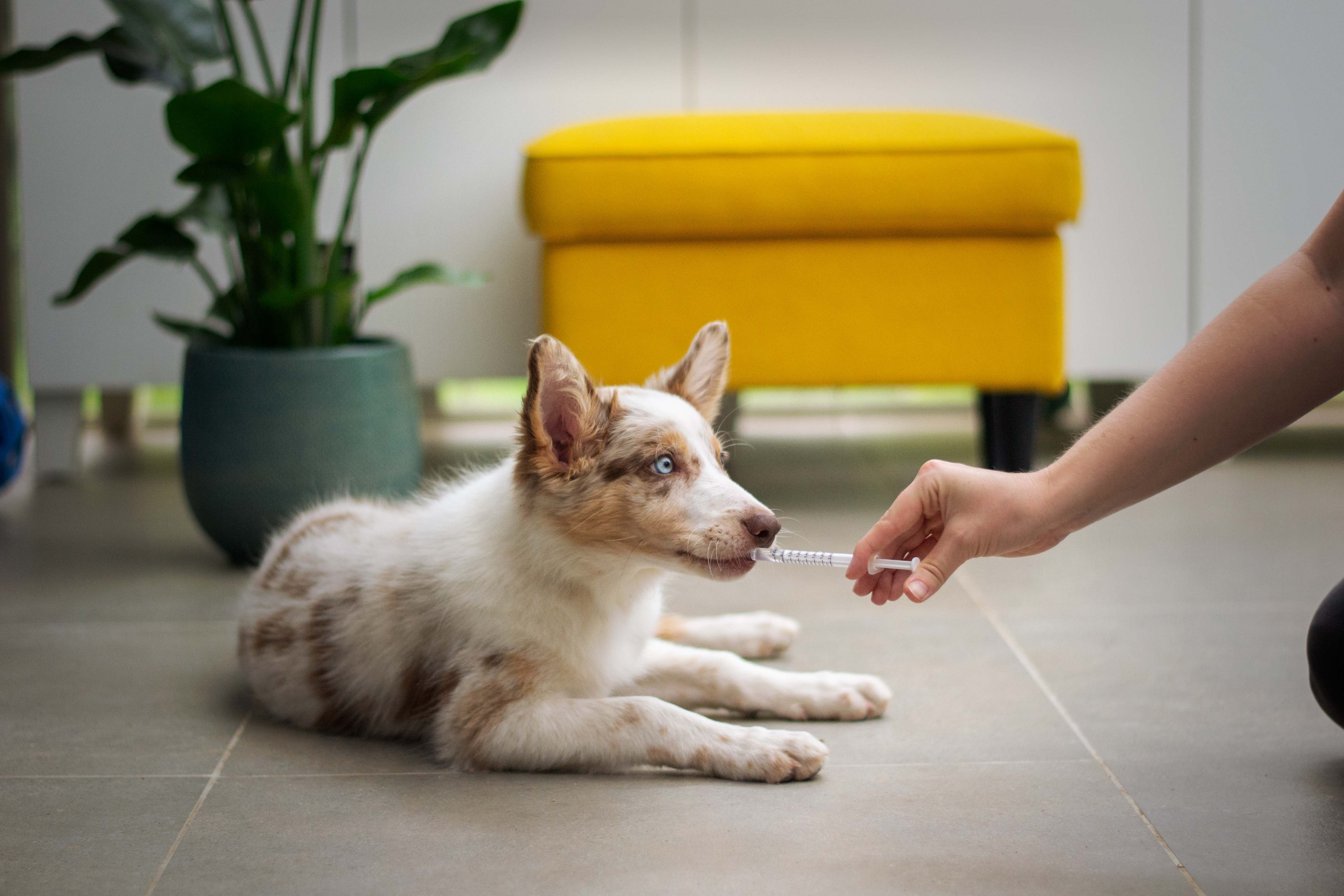 dog sitting on the floor drinking from a syringe