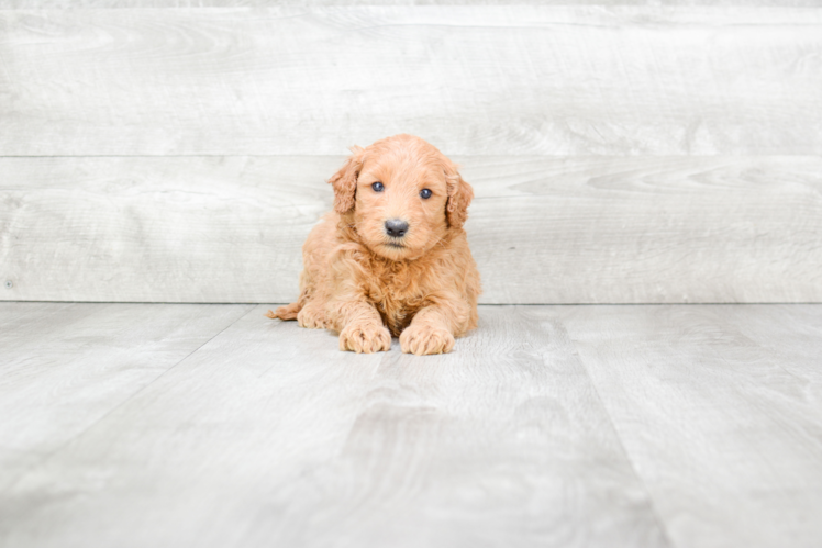 Meet Ricky - our Mini Goldendoodle Puppy Photo 1/3 - Premier Pups
