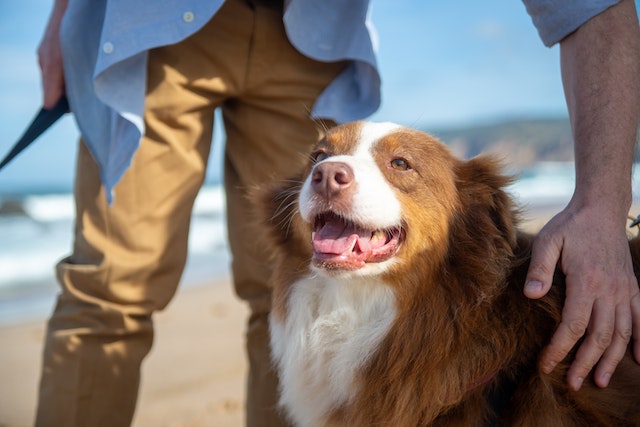 a person petting a brown and white mini Australian shepherd dog at the beach
