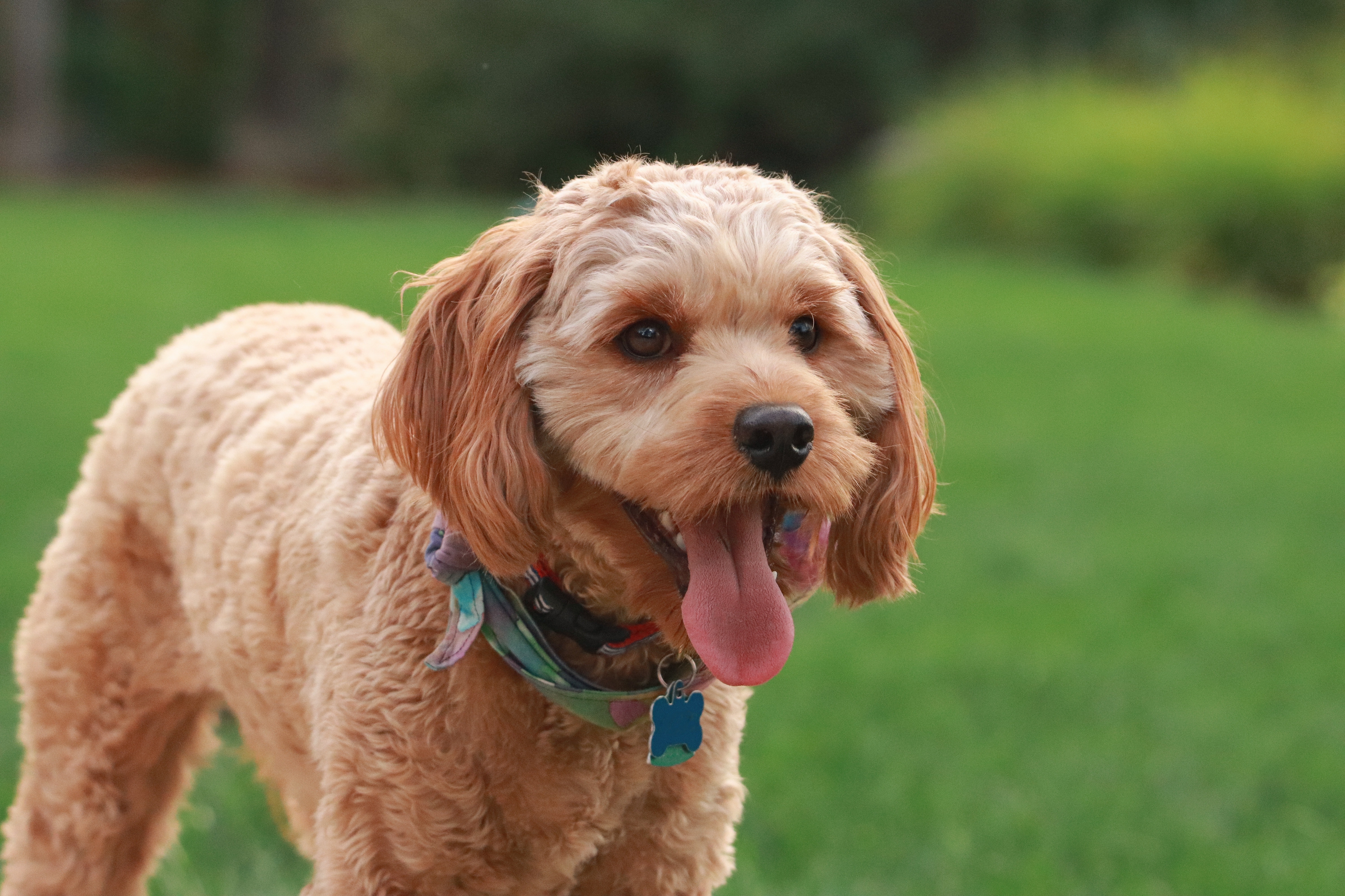 brown cavapoo dog on grass with its tongue out