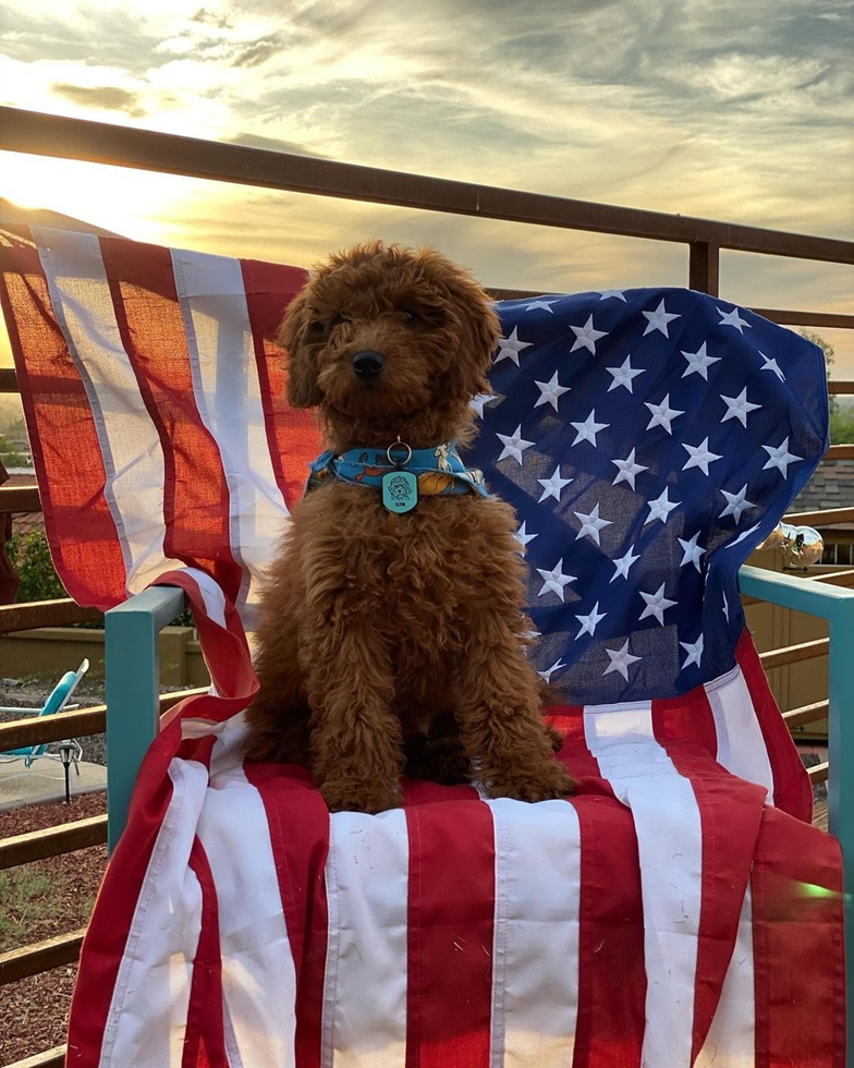 Adorable Mini Goldendoodle dog standing next to the flag of the United States