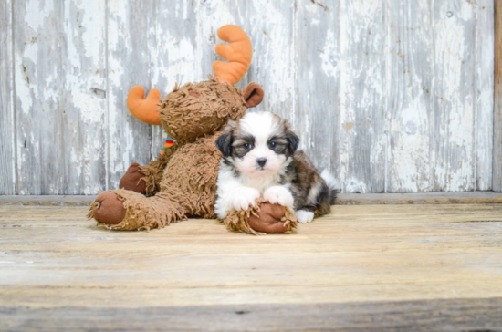Small Teddy Bear Baby