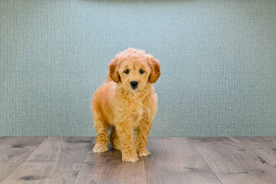 Adorable Golden Retriever Poodle Mix Puppy