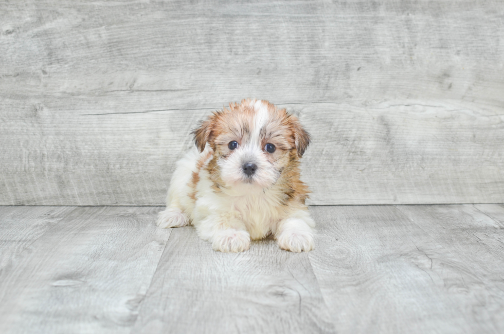 Morkie puppies for sale Mixed Small Breed puppies for sale