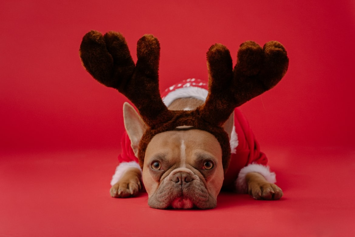 Puppy amidst festive decorations embodying the spirit of Christmas love