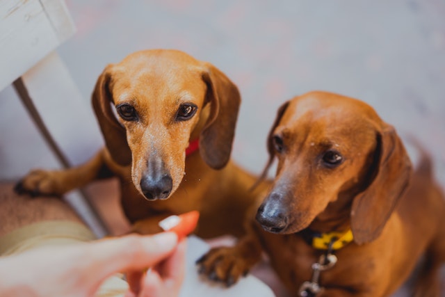 two short-haired dachshunds looking at a dog treat