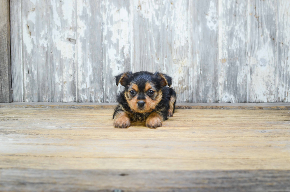 Mixed Breed Puppy for Adoption