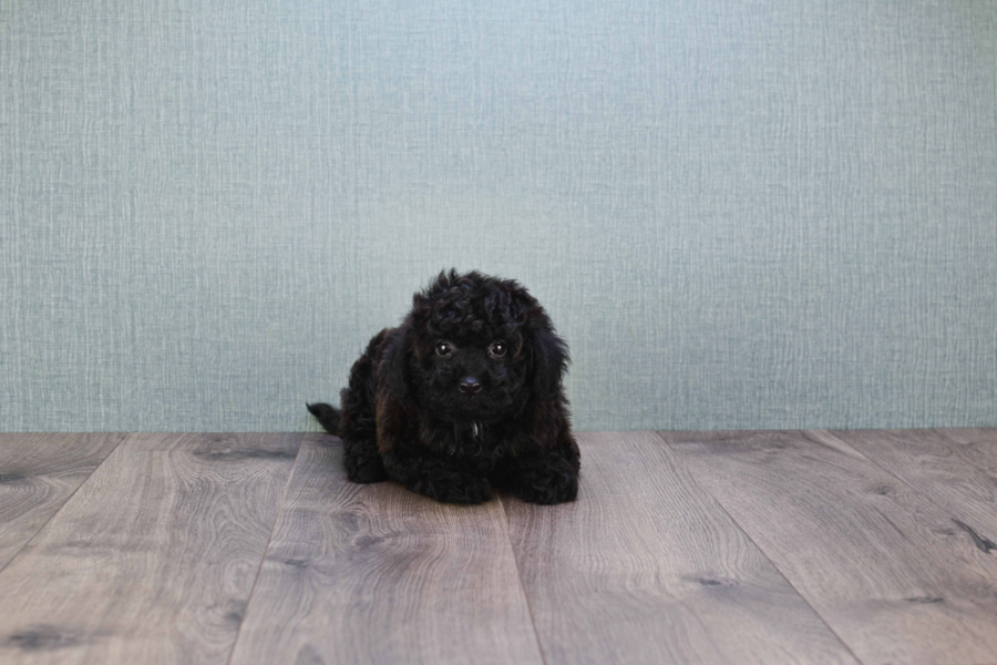 yorkie poo average weight teacup yorkie poo puppy yorkie poo average weight teacup yorkie poo puppy