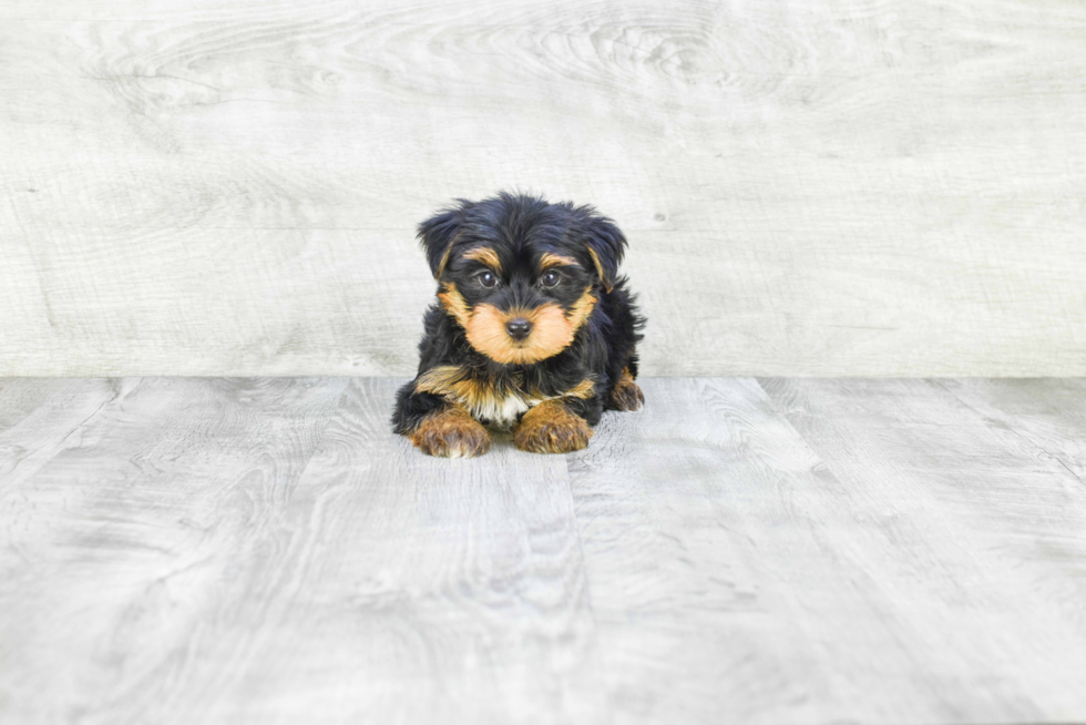 Meet Timmy - our Yorkshire Terrier Puppy Photo 3/3 - Premier Pups