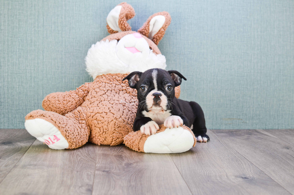 Small breed puppies for sale Teacup Pups for sale in Ohio Premier Pups