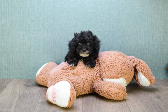 Cute Yorkie Poo Baby