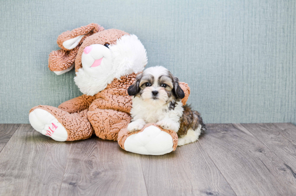 where can i buy a teddy bear puppy