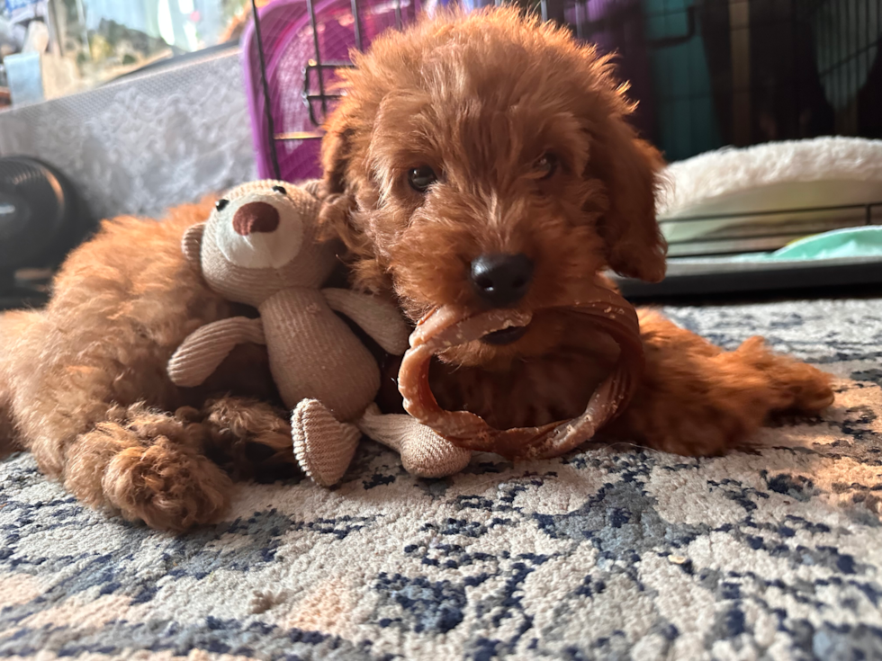 brown mini goldendoodle dog sitting on the floor chewing a dog toy