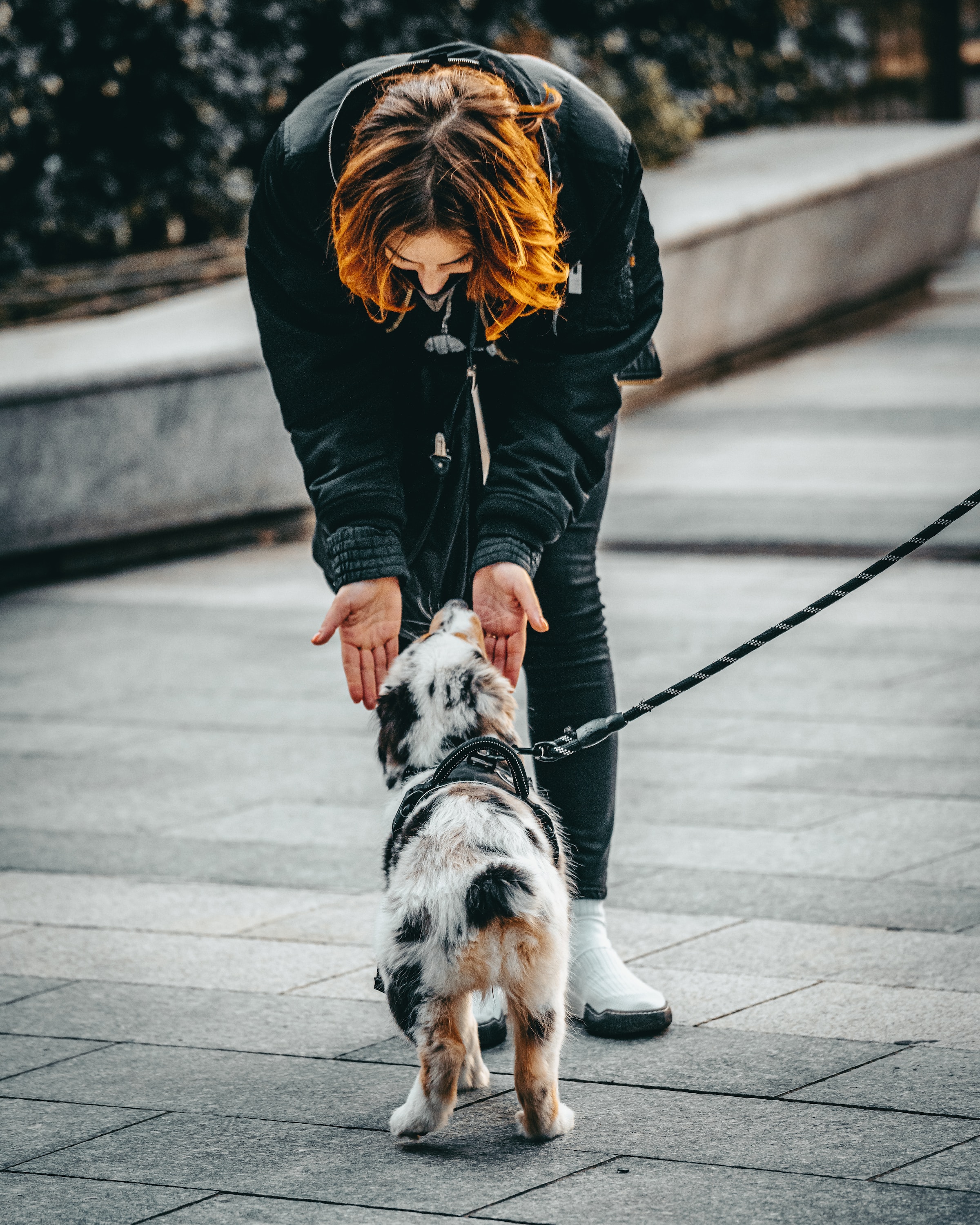 person leaning down to pet a merle puppy