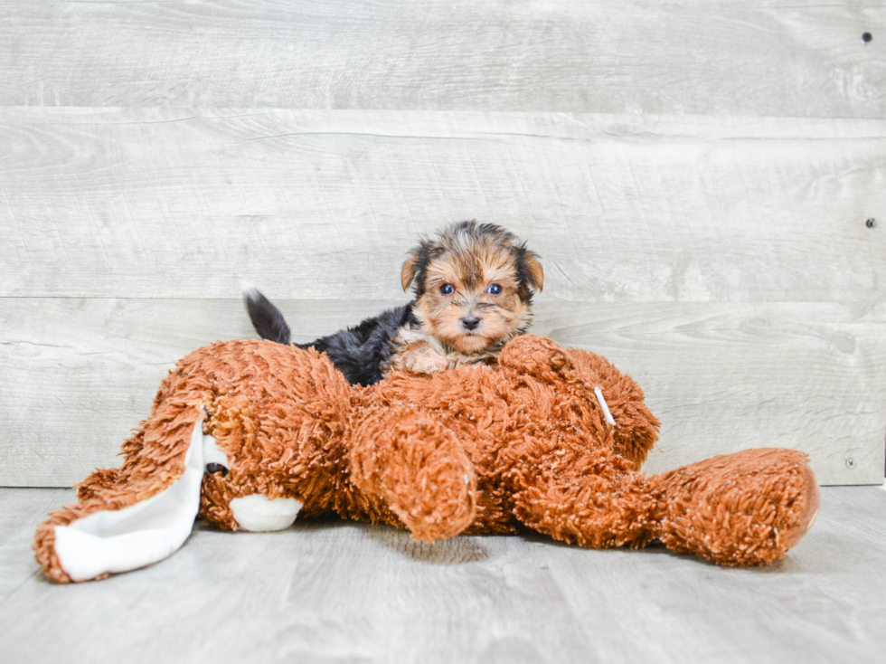 Meet Calvin - our Morkie Puppy Photo 1/2 - Premier Pups
