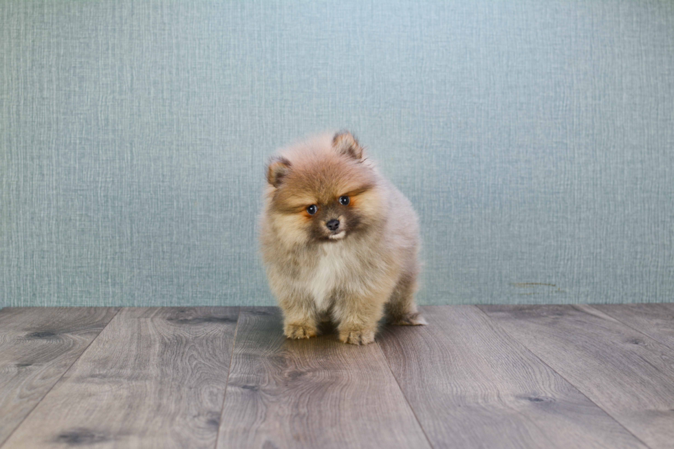 Happy Pomeranian Purebred Puppy