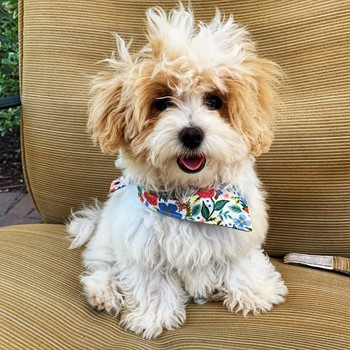 cream and white toy maltipoo dog with wavy hair