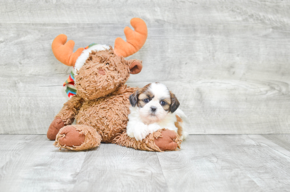 Teddy Bear Puppies for Sale Shichon Puppies