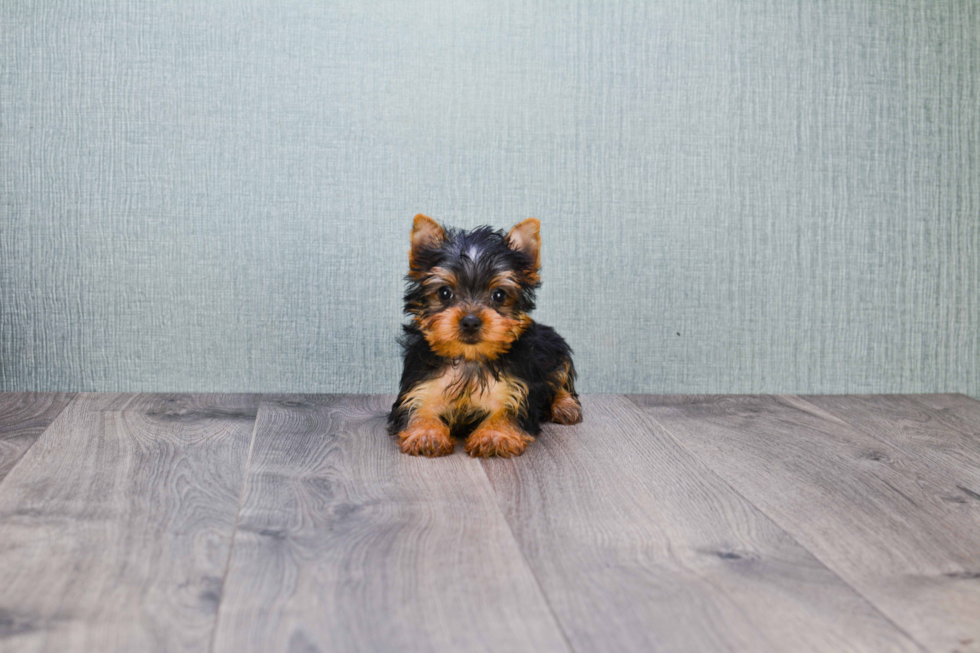Meet Nugget - our Yorkshire Terrier Puppy Photo 