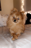 Little Pomeranian Purebred Pup