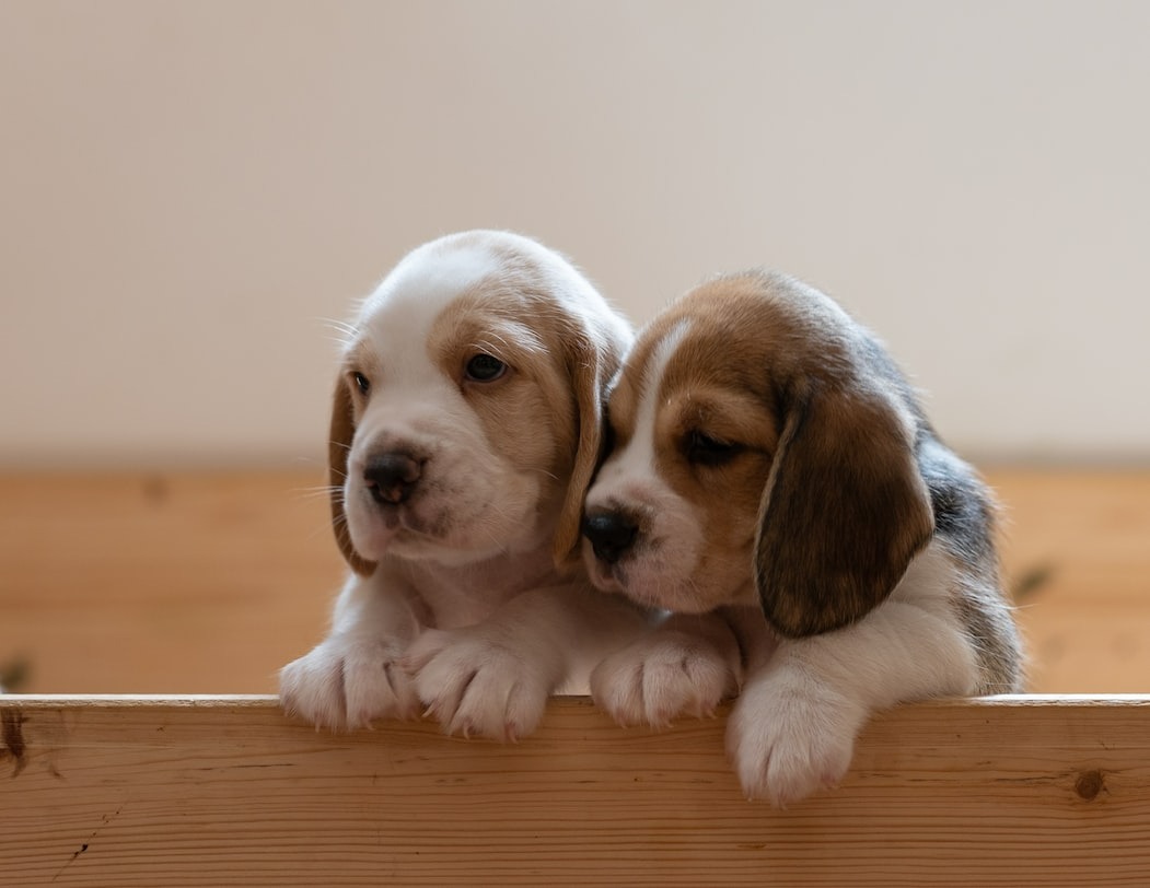 two small cute puppies