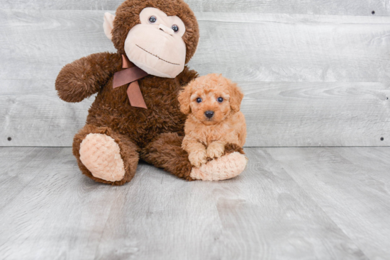 Happy Mini Goldendoodle Baby