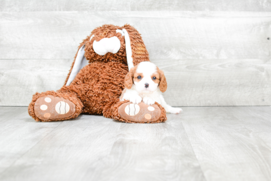 Cavalier King Charles Spaniel Pup Being Cute