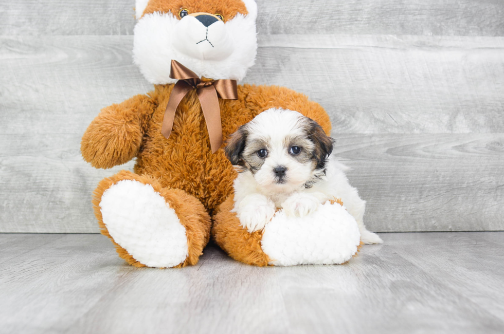 Teddy Bear Puppies for Sale Shichon Puppies