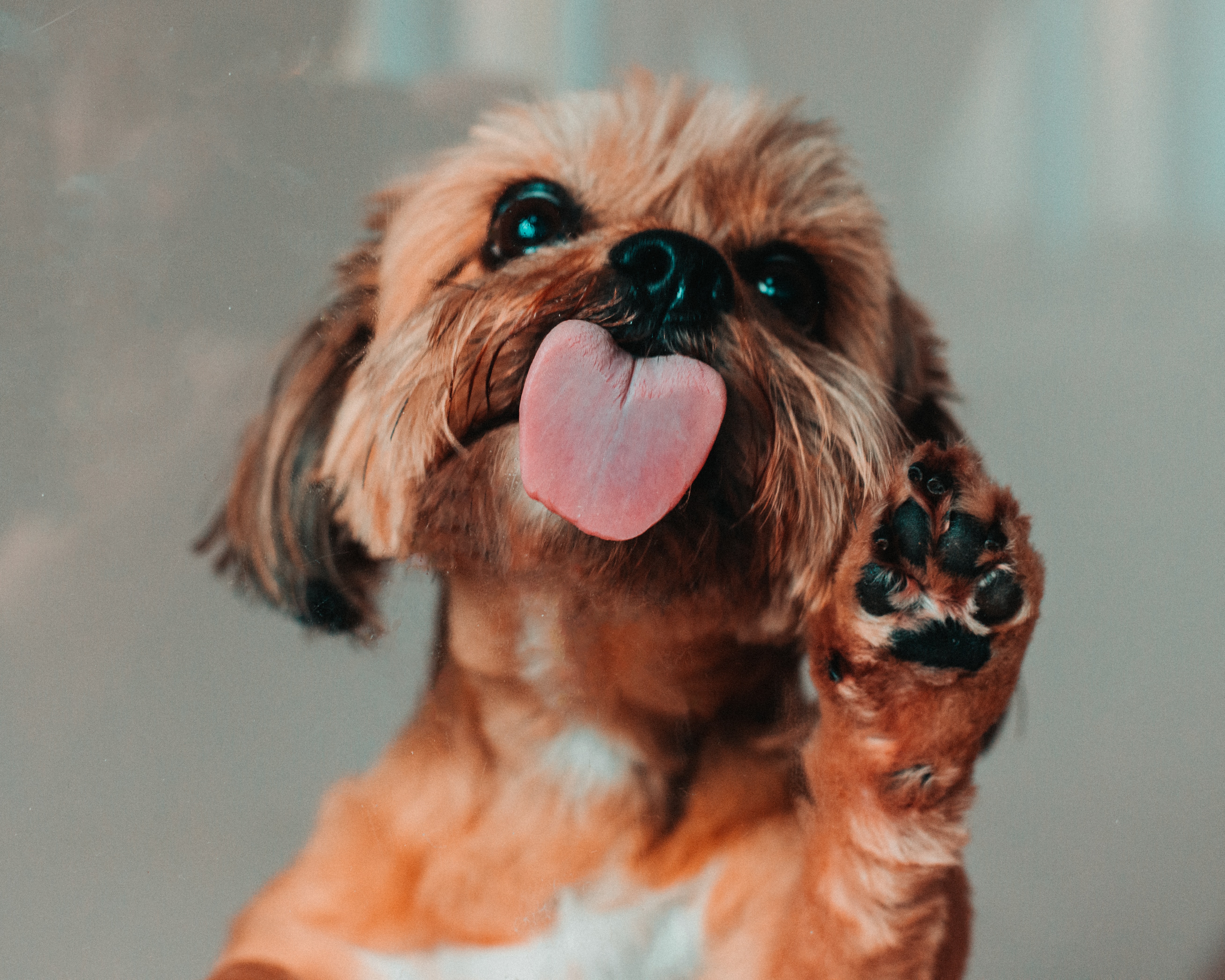 cute dog with tongue out and paw up