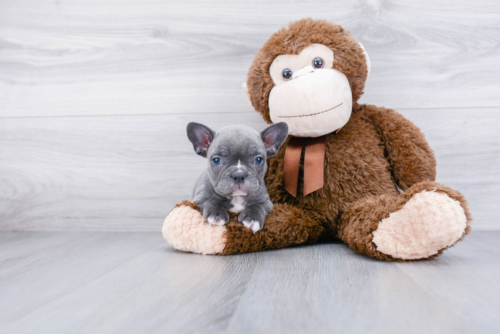 Meet Blueberry - our French Bulldog Puppy Photo 2/3 - Premier Pups