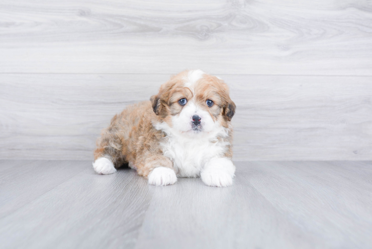 Meet Jeffy - our Mini Bernedoodle Puppy Photo 1/3 - Premier Pups