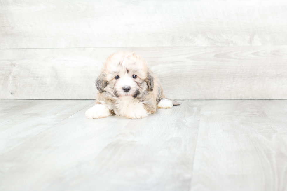 Meet Bruno - our Teddy Bear Puppy Photo 3/3 - Premier Pups