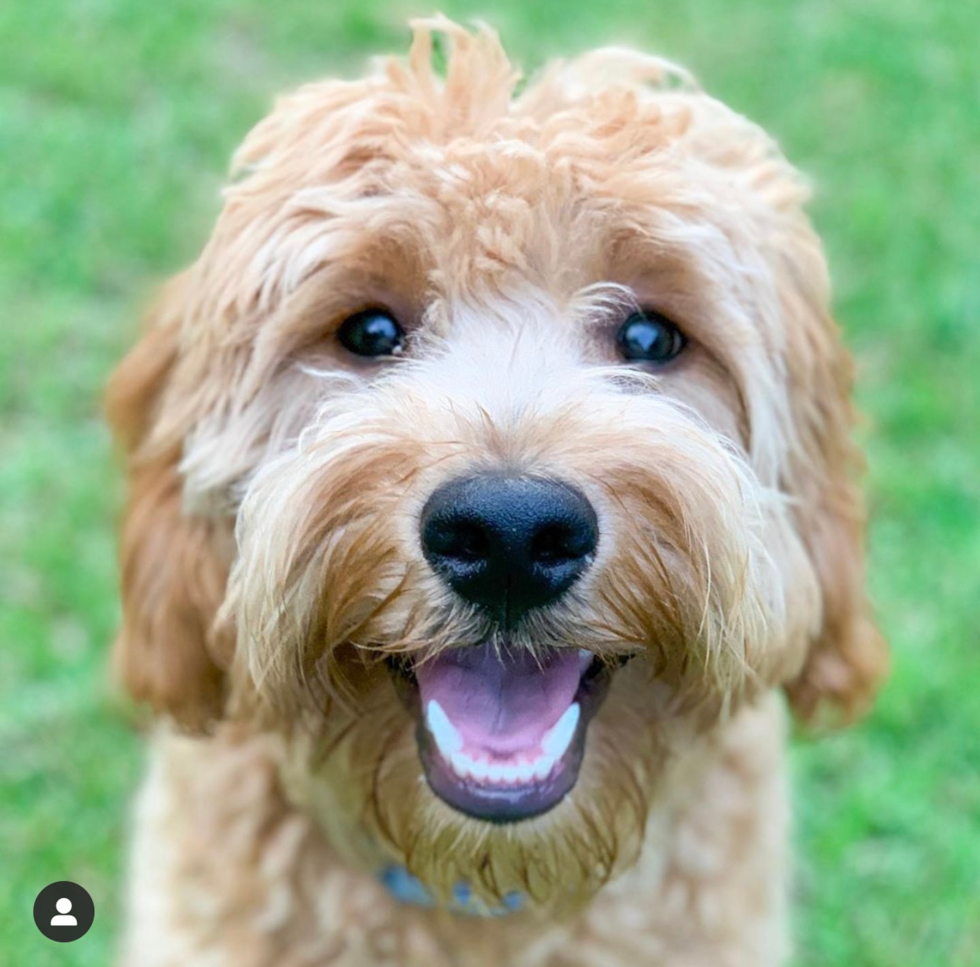 Hypoallergenic Golden Retriever Poodle Mix Pup