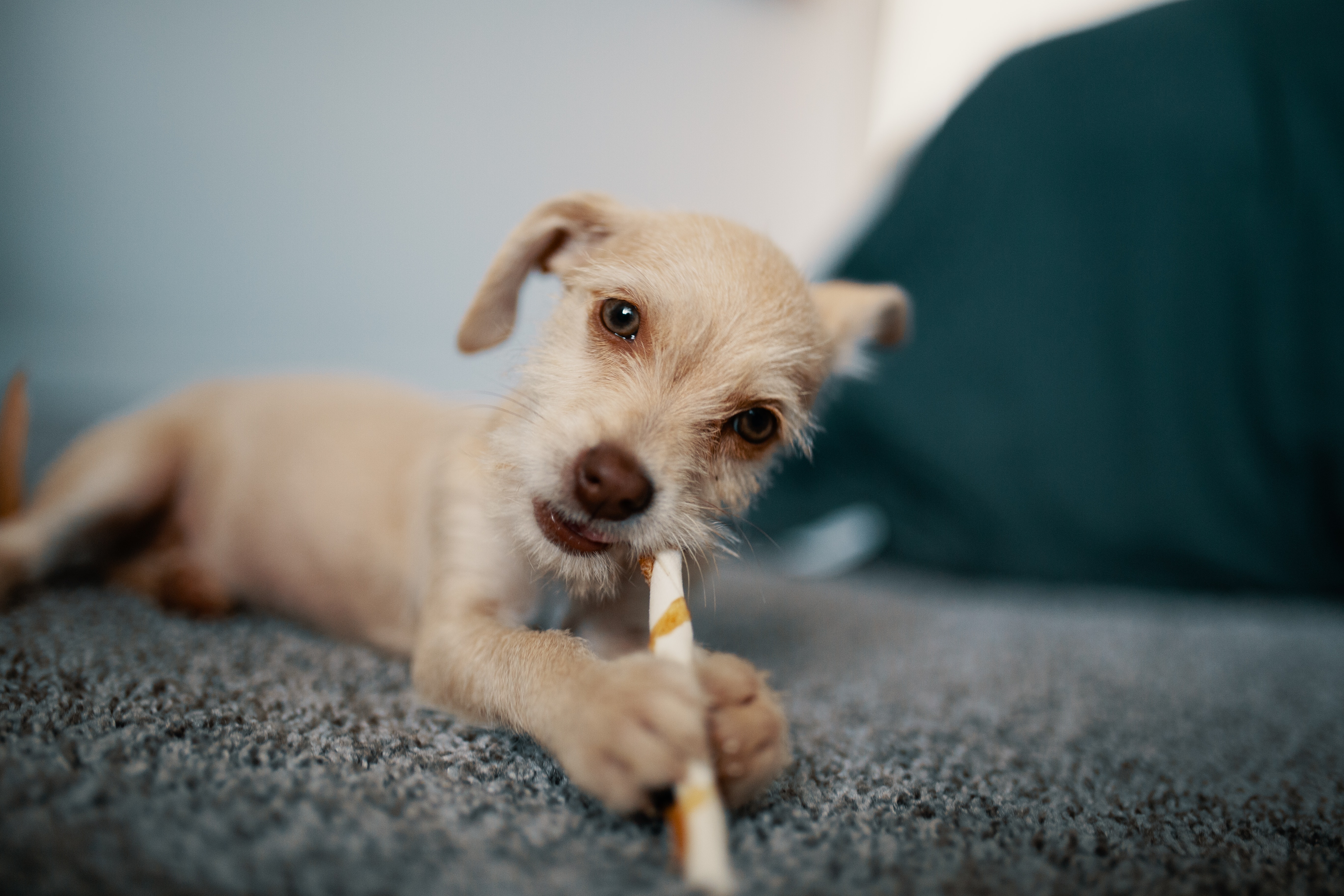 puppy eating a treat