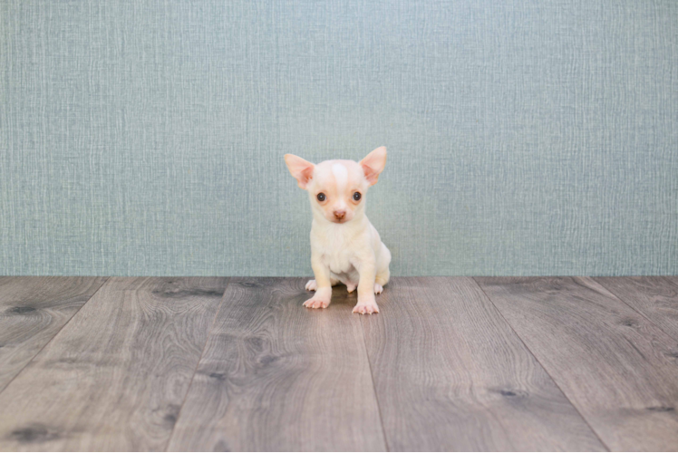 Best Chihuahua Baby