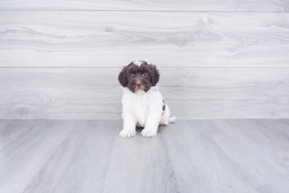 Meet Shinola - our Mini Labradoodle Puppy Photo 2/4 - Premier Pups