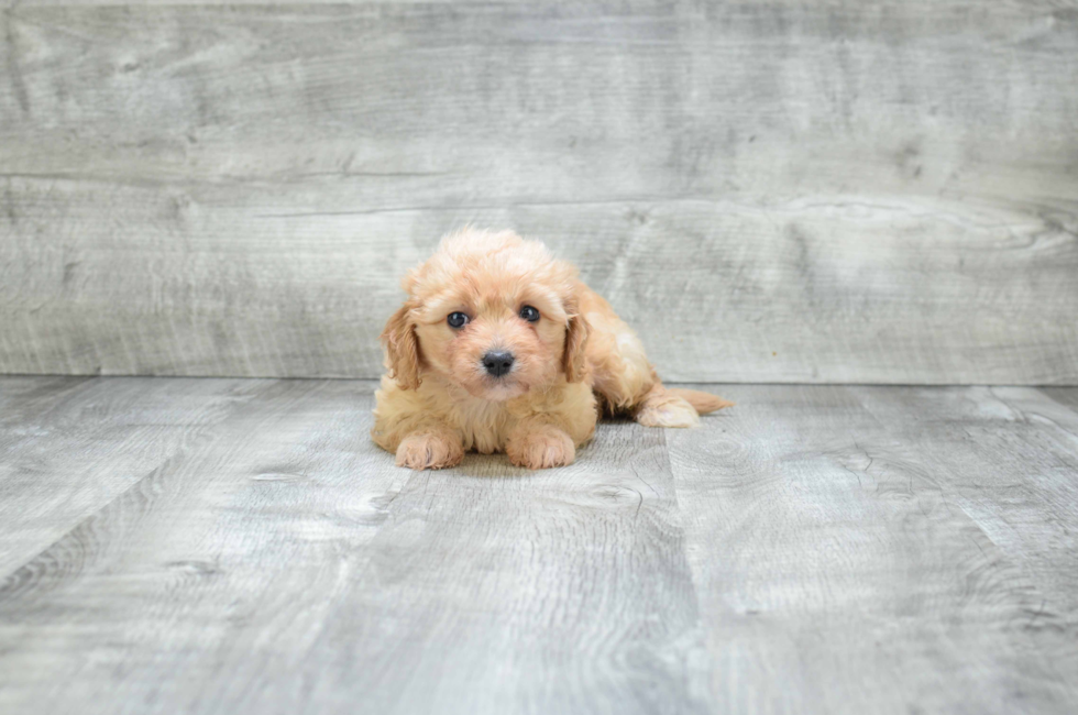 Cavachon puppies for sale | Mixed small breed puppies for ...