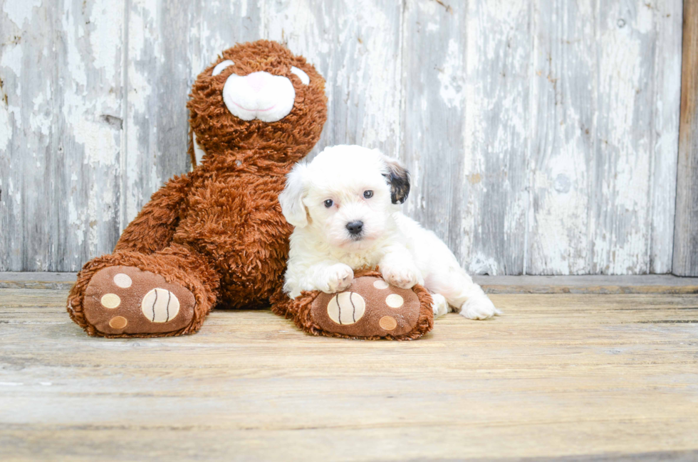 where to buy a teddy bear puppy