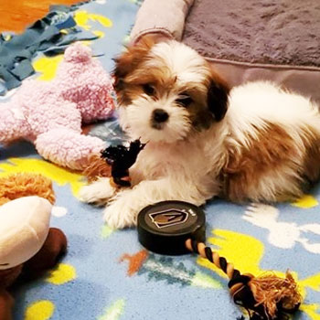small teddy bear puppy surrounded by dog toys