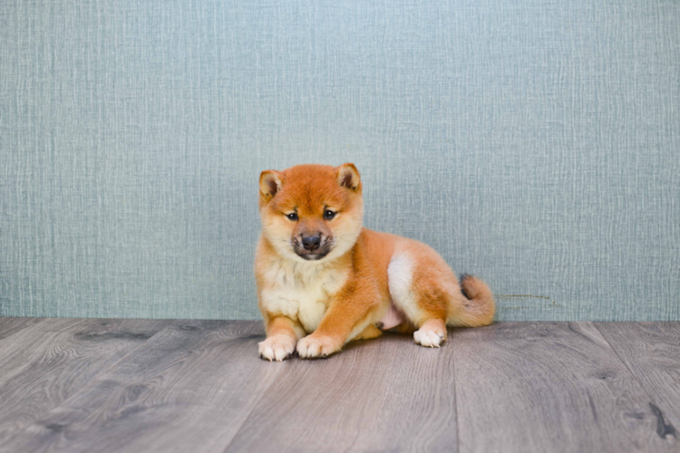 Shiba Inu Puppy For Sale