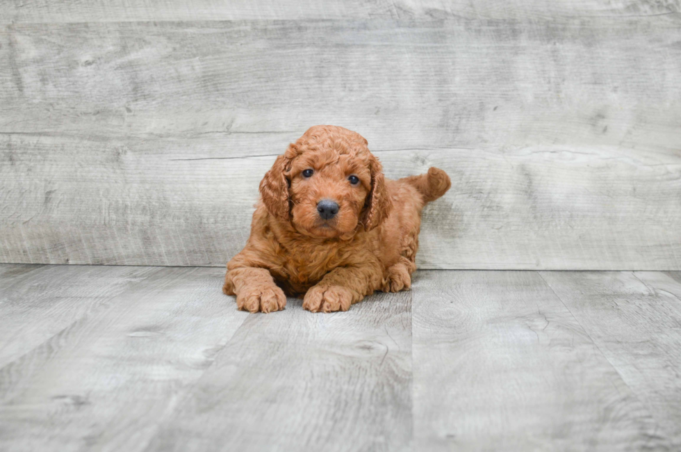Miniature Goldendoodle puppies for sale Mixed small breed puppies for