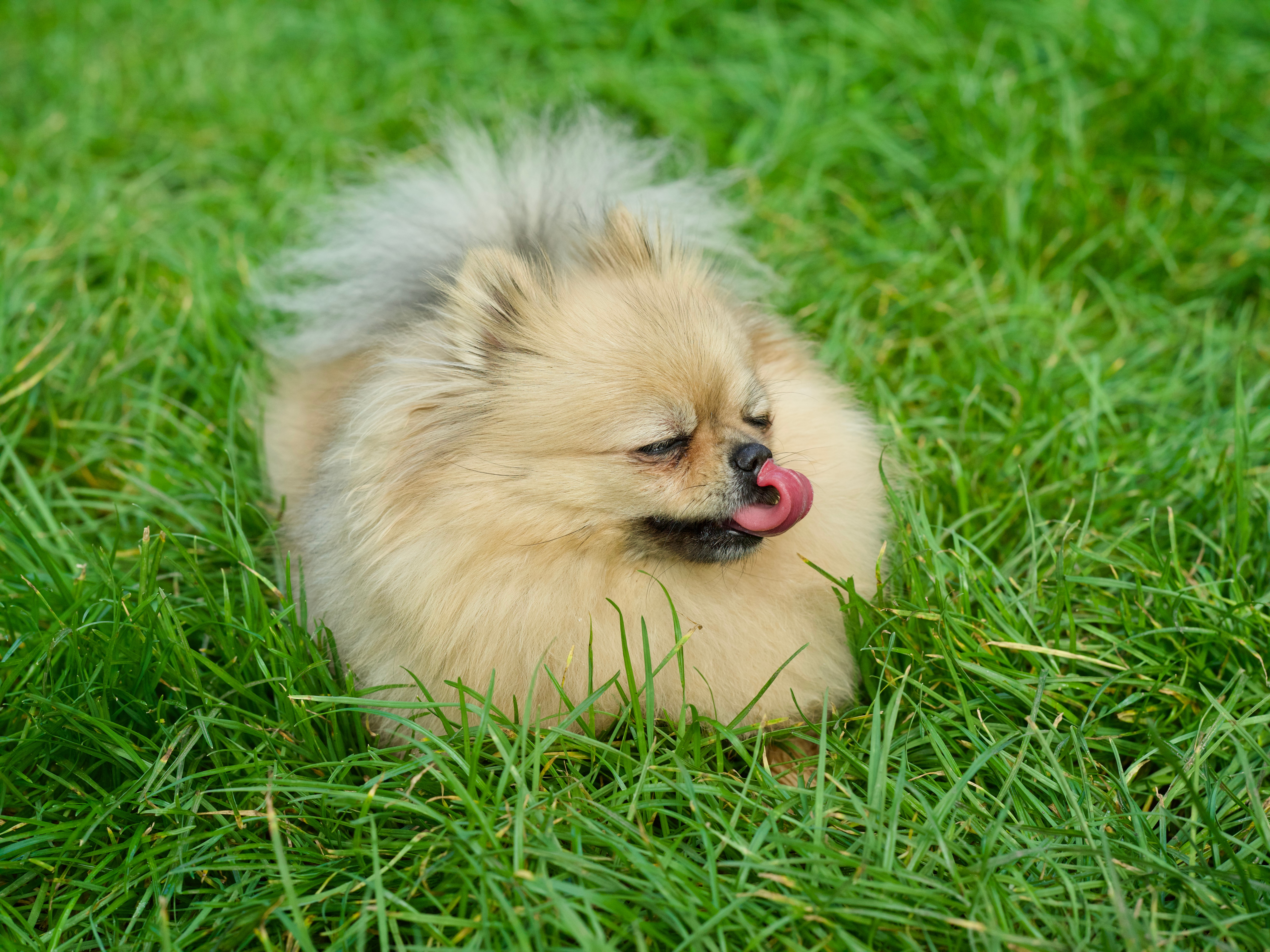 tan Pomeranian licking its lips