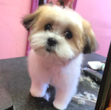 Small Shichon Designer Pup
