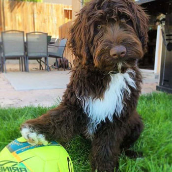 brown and white mini portidoodle dog playing with a ball