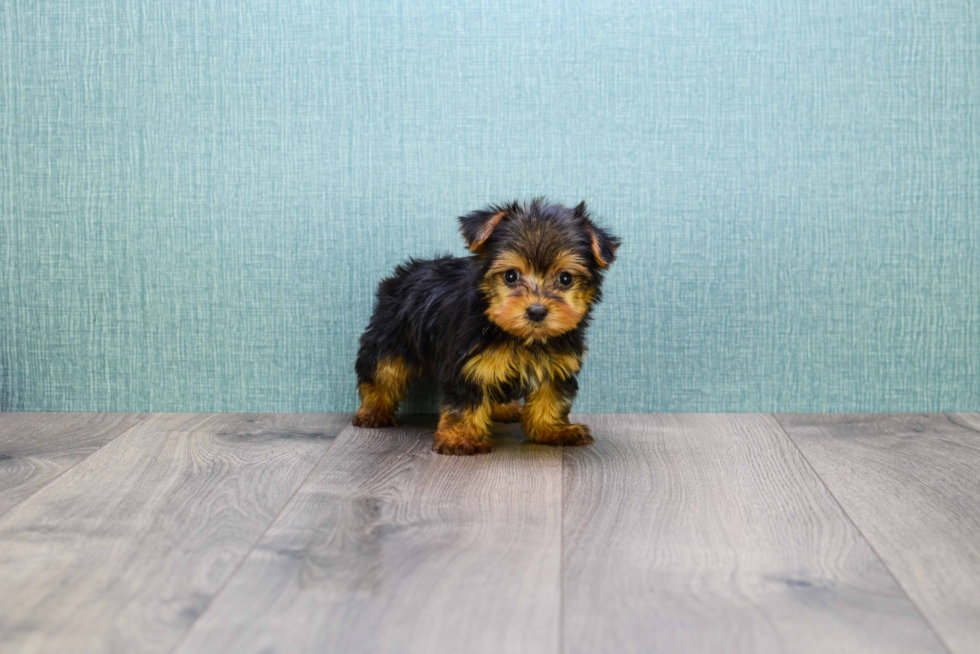Meet Micro-Teacup-Goldie - our Yorkshire Terrier Puppy Photo 