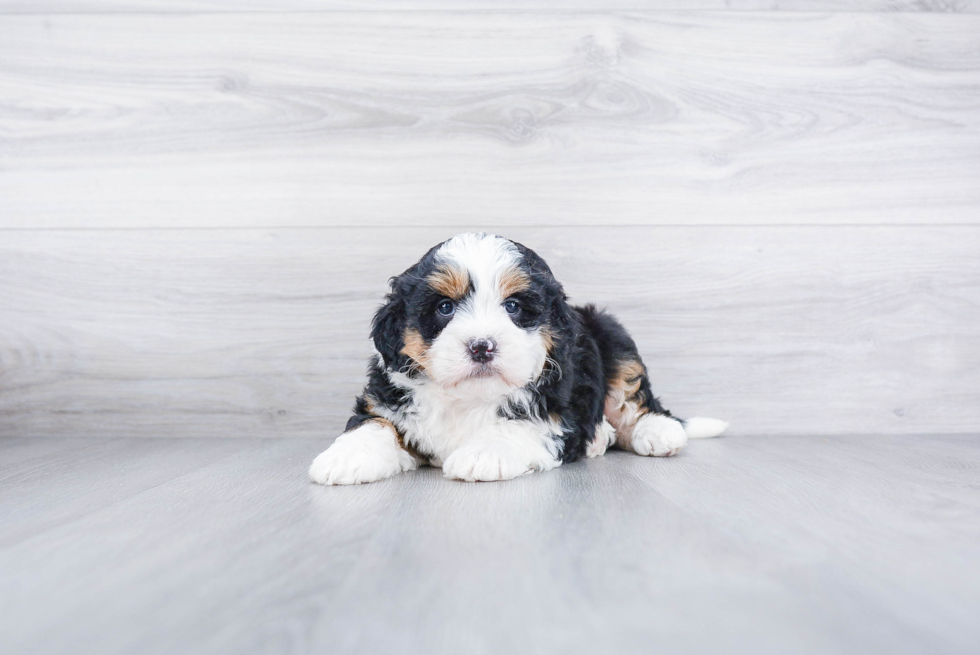 Meet Sasha - our Mini Bernedoodle Puppy Photo 2/3 - Premier Pups