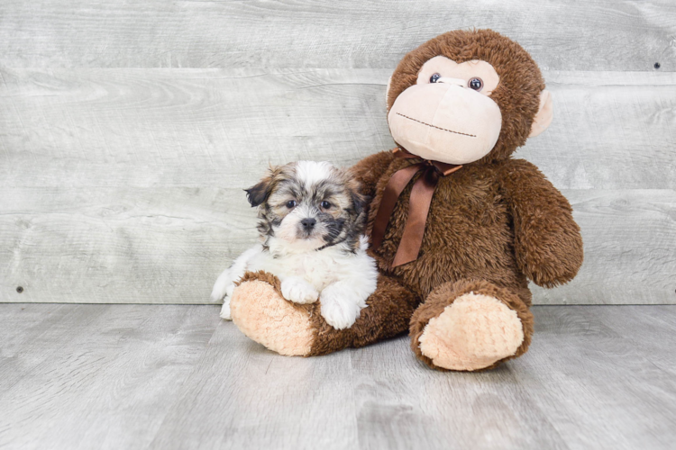 TEDDY BEAR PUPPY