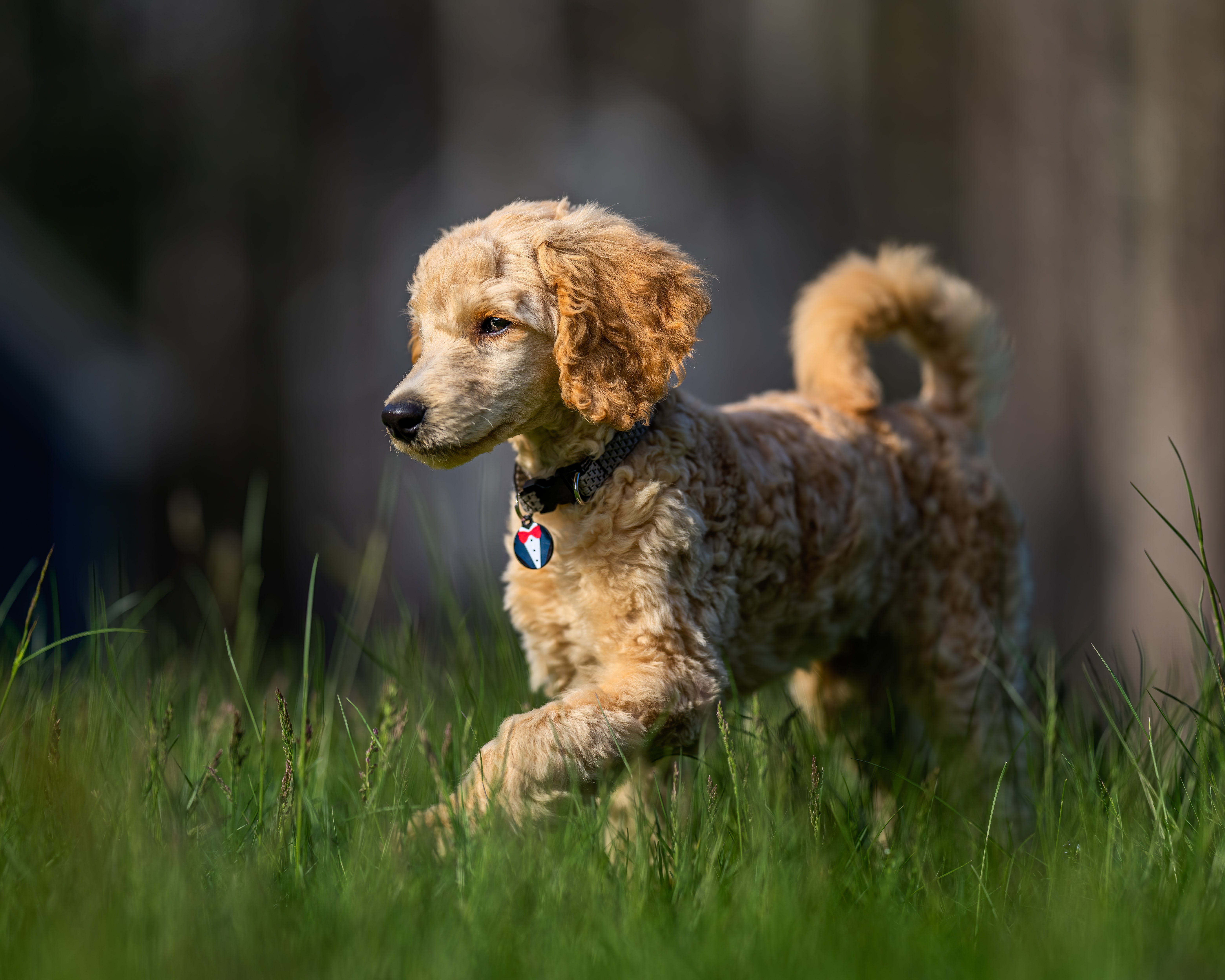 toy poodle with short hair