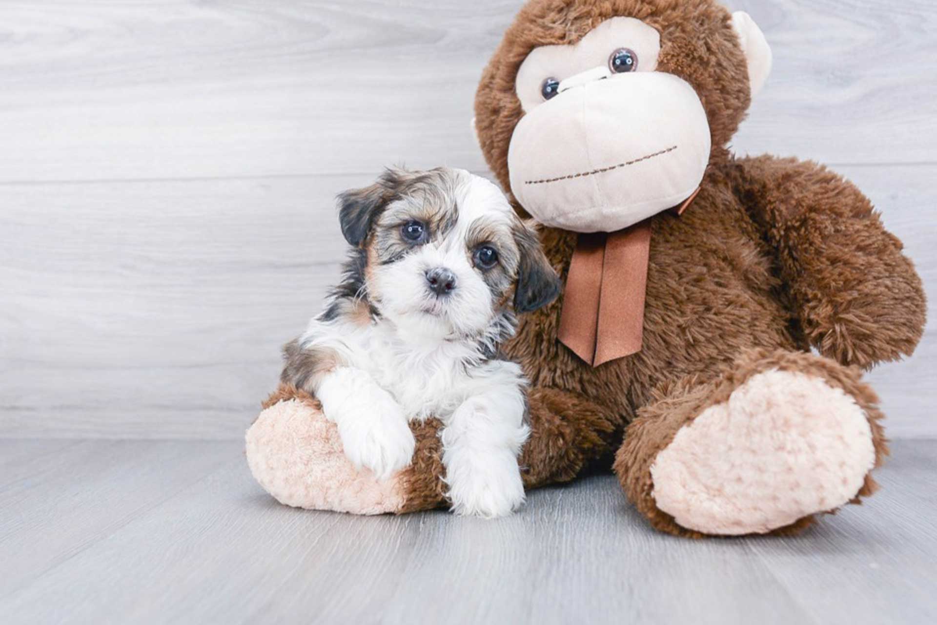 Shih Tzu puppy