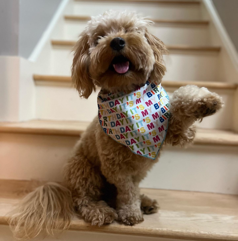 trained mini goldendoodle dog sitting on stairs with one paw in the air